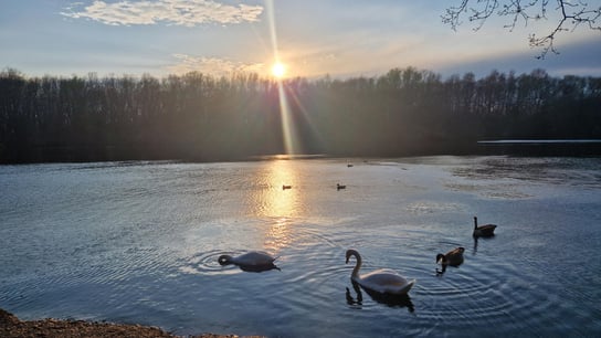 Swans and ducks in a lake