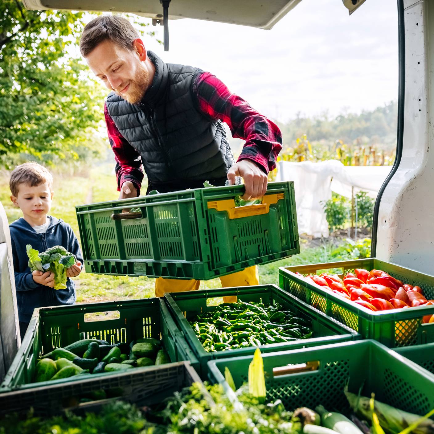 A father and a young son working together loading a van with crates of freshly harvested organic vegetables.