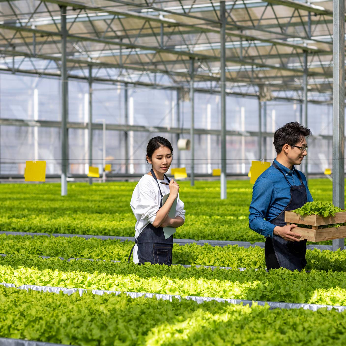 Farmers picking vegetables in the greenhouse