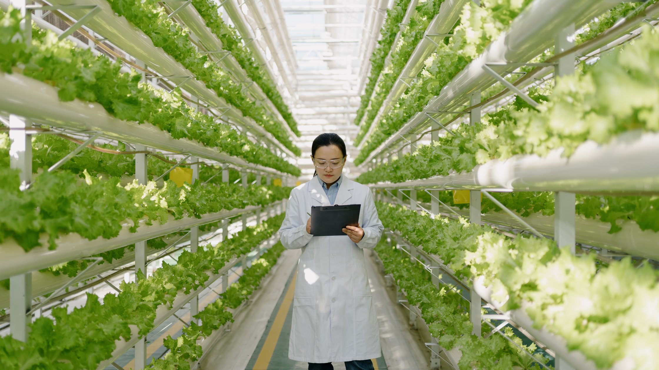 Female engineer is inspecting soilless vegetable greenhouses.