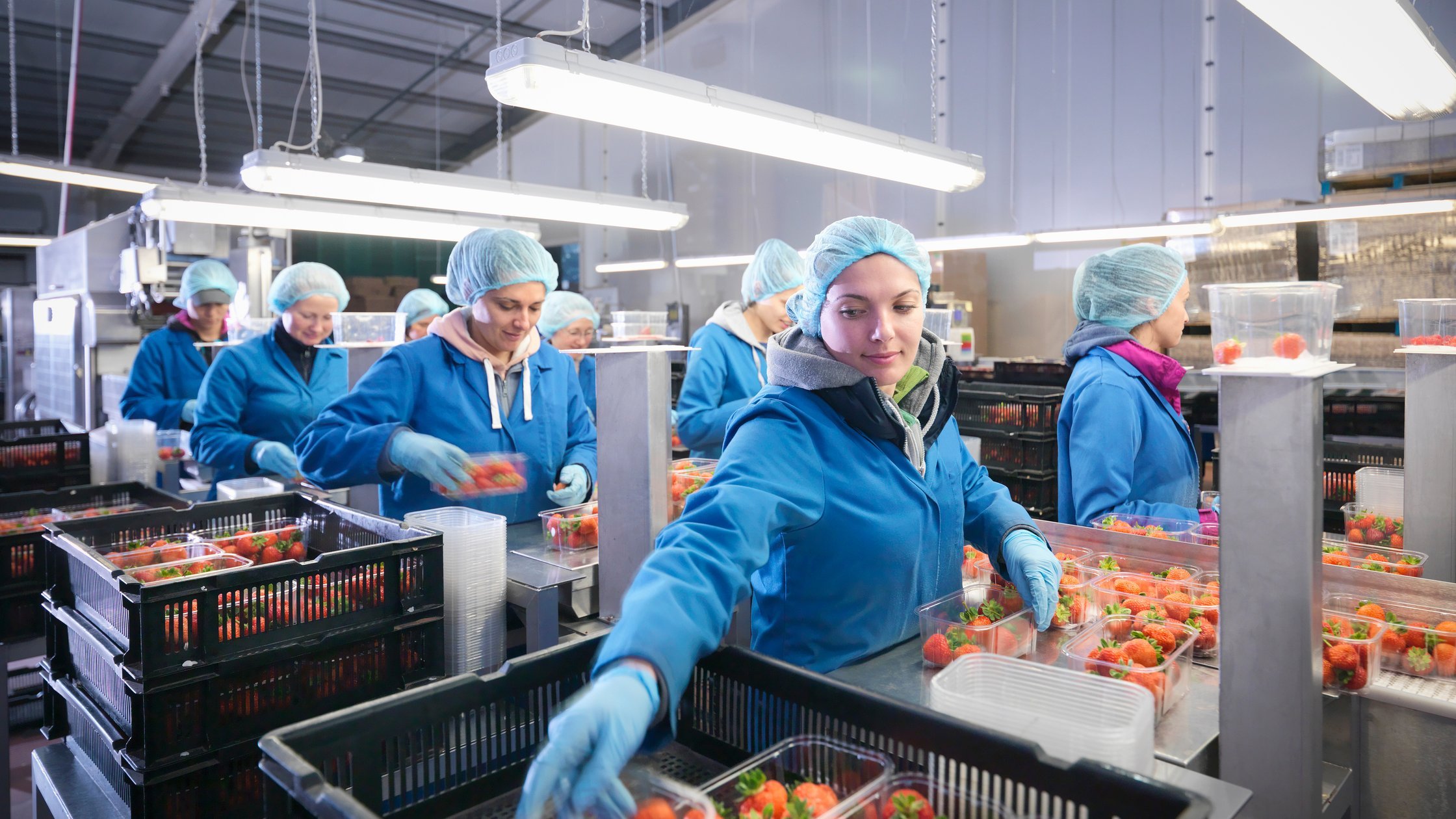 Workers packing fresh strawberries into trays on fruit farm